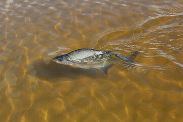 Carp fish swims in the clear water of the lake 