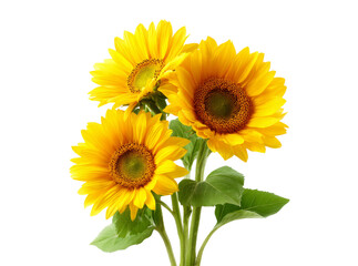 Obraz premium Three vibrant sunflowers blooming together on black background, Isolated On Transparent Background