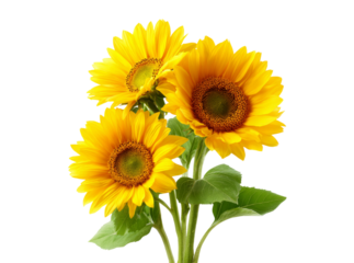 Three vibrant sunflowers blooming together on black background, Isolated On Transparent Background