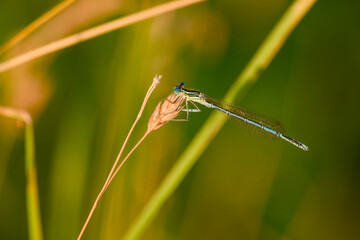 male blue-tailed damselfly or common bluetail (Ischnura elegans) is perching on a plant close-up in the soft evening light	