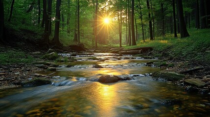 Sunlit forest creek with warm, natural lighting