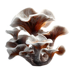 Cluster of Brown and White Mushrooms on Transparent Background