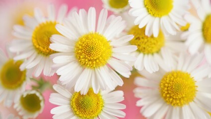 Obraz premium Close up of white and yellow daisies