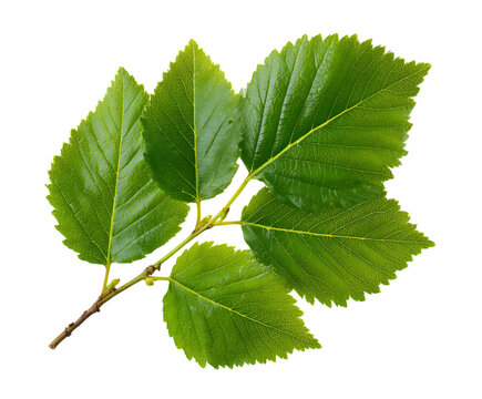 Natural alder foliage spread in bright view