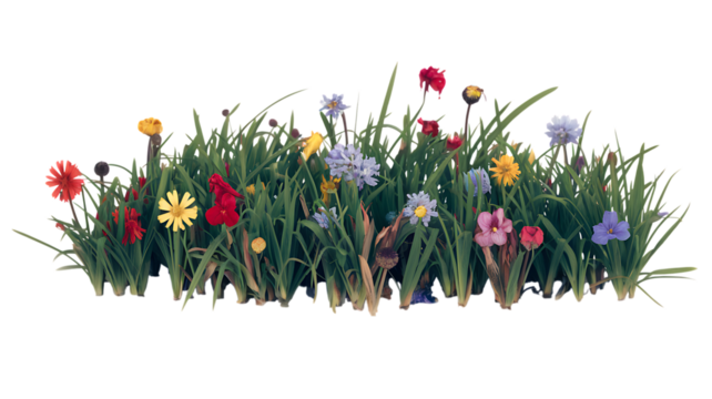 Colorful Wildflowers