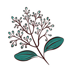 Cinnamon flower with petals in hand drawn style isolated on white background. Flat floral design for botanical print, spice packaging and culinary theme design.