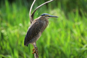 A Striated Heron stands poised on a branch, scanning the wetland for prey with its piercing yellow...