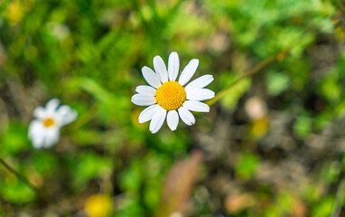 Fresh white daisy blooming in vibrant spring or summer field. Cheerful nature concept.Single beautiful daisy in a sunlit meadow.Idyllic summer scene with a blooming daisy flower in a lush green field