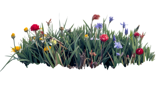 Vibrant Wildflower Meadow