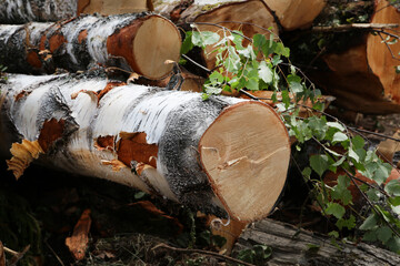 logs of birch trees at sawmills cut down a lot on the ground