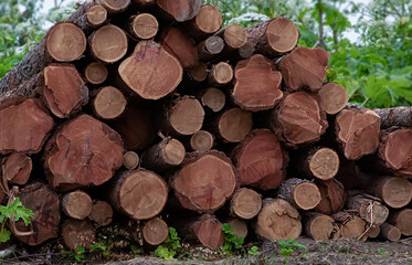 a pile of sawn logs lie in a pyramid on a forest clearing