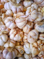 Fresh Garlic Bulbs Close Up A Bountiful Harvest of Aromatic Bulbs