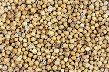 coriander grains background seasoning fragrant base for spices for meat