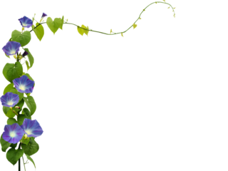Close-up of purple morning glory flowers growing and blooming on a vine isolated on a transparent background png file.