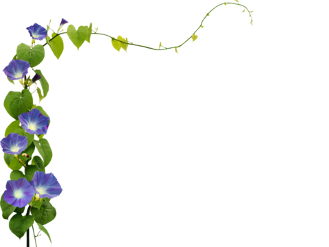 Close-up of purple morning glory flowers growing and blooming on a vine isolated on a transparent background png file.