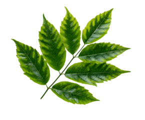 Fresh ash foliage isolated in vibrant layout