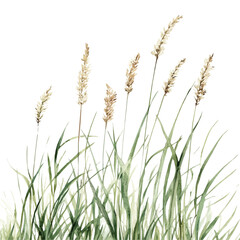 Tall Grass Spring Sky, watercolor drawing vector, isolated on a white background.
