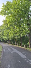 Road in the forest Saraburi Province, Thailand