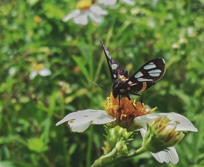 butterfly on a flower
