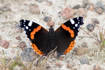 Red admiral