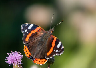 Red admiral