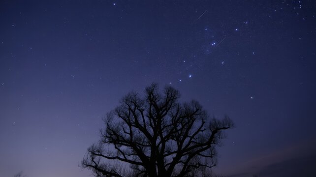 Majestic silhouette of bare tree against starry night sky with orion constellation