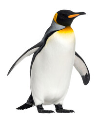 Obraz premium ペンギン