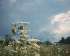 Peaceful background of wild grasses gently swaying in the wind on a sunny day.  Captures the calm atmosphere of rural life and summer stillness. 