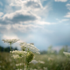 Peaceful background of wild grasses gently swaying in the wind on a sunny day.  Captures the calm atmosphere of rural life and summer stillness. 