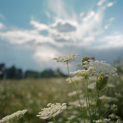 Peaceful background of wild grasses gently swaying in the wind on a sunny day.  Captures the calm atmosphere of rural life and summer stillness. 