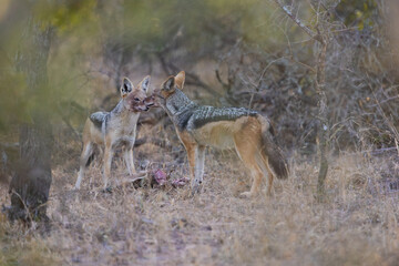 black backed jackals feeding on a duiker carcass