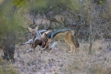 black backed jackals feeding on a duiker carcass
