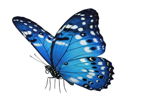 Isolated Vibrant Blue Butterfly with White Spots
