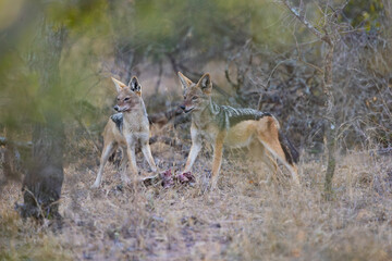 black backed jackals feeding on a duiker carcass