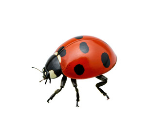 Isolated Vibrant Ladybug with Distinct Spots