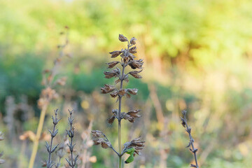 Aromatic sage growing outdoors. Sunny day. Sage seeds grow in vegetable garden in autumn. Dry...