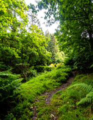 Tranquil woodland path, vibrant green foliage, ferns, and a dirt trail beckon. Ideal for nature, escape, or adventure themes. Symbolizes growth, serenity, and journey.