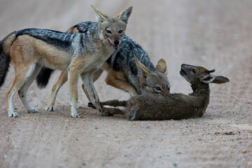 A pair of black backed jackals hunting and killing a duiker lamb