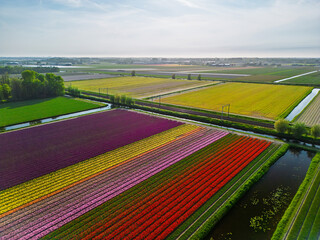 A vibrant aerial view of colorful tulip fields in full bloom, arranged in neat rows. The bright...