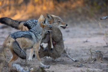 A pair of black backed jackals hunting and killing a duiker lamb