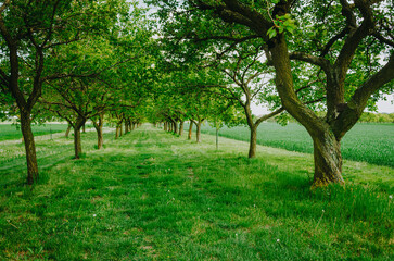 Serene spring green corridor formed by trees, idyllic country walkway in nature