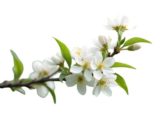 Obraz premium Branch of cherry tree isolated on white background. PNG transparent, 