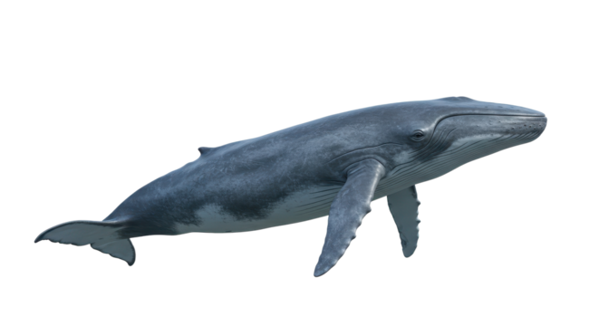 Detailed image of a magnificent whale. transparent, png, 