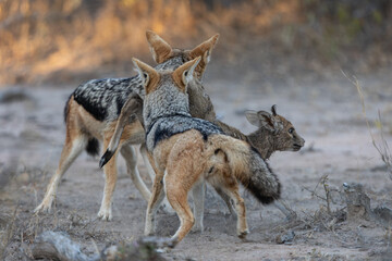 A pair of black backed jackals hunting and killing a duiker lamb