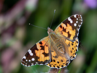 Painted lady