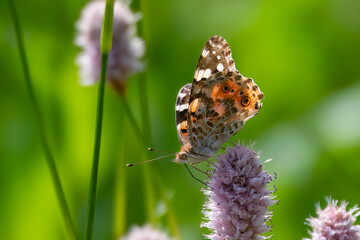 Painted lady