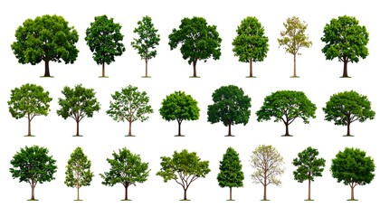 Fototapeta premium Green Trees Collection Isolated White.