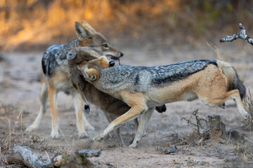 A pair of black backed jackals hunting and killing a duiker lamb