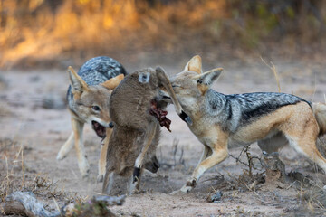 A pair of black backed jackals hunting and killing a duiker lamb