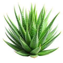 aloe PNG, transparent background